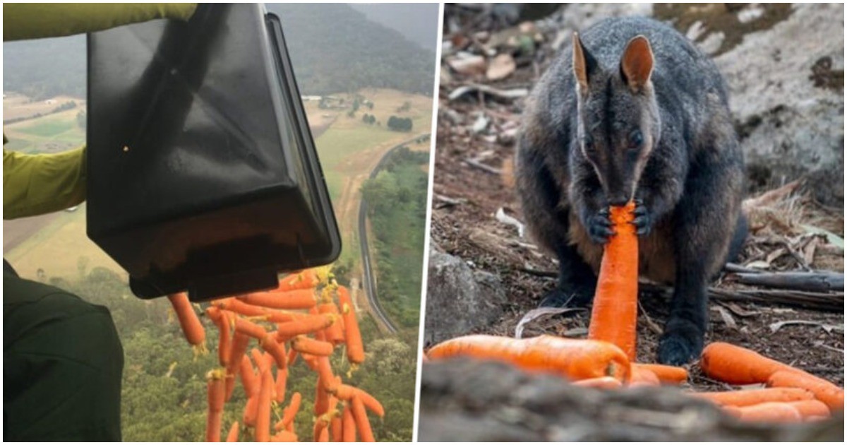 Надежда за Австралия: Самолети доставят хиляди килограми моркови и картофи за животните