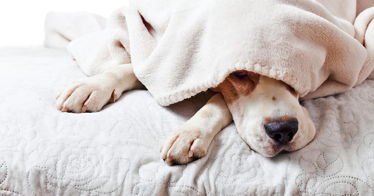 6 причини да оставиш кучето си да спи в леглото ти
