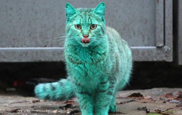 Мистерията около българската зелена котка е разгадана