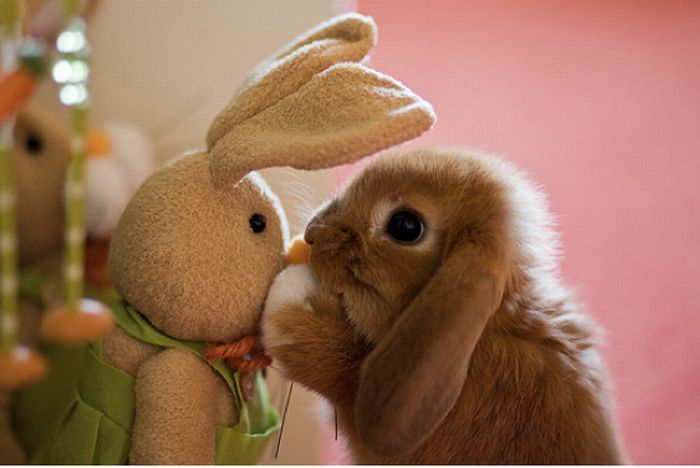 Колко е важно да бъдеш истински - историята на плюшеното зайче