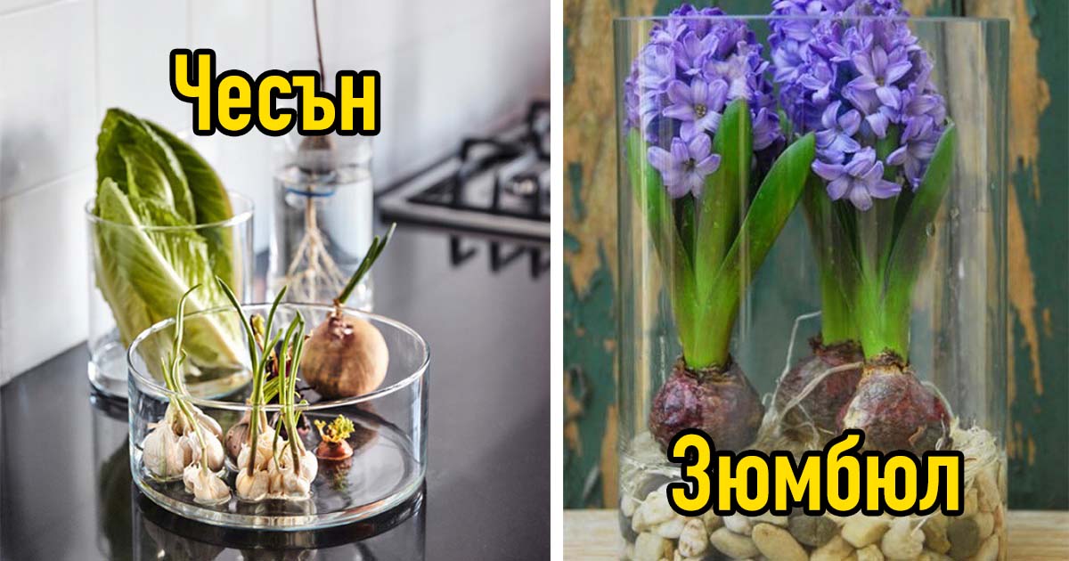 19 цветя и зеленчуци, които може да отгледаш само в чаша вода