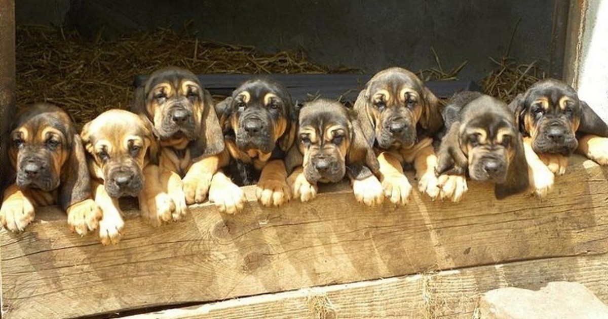 Тези 11 великолепни породи кучета са на ръба на изчезването