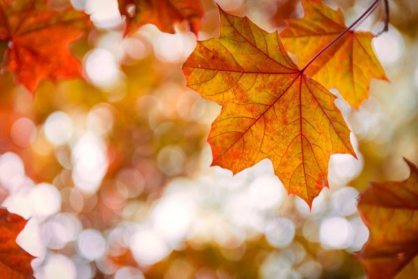 Как се променя светът през есента