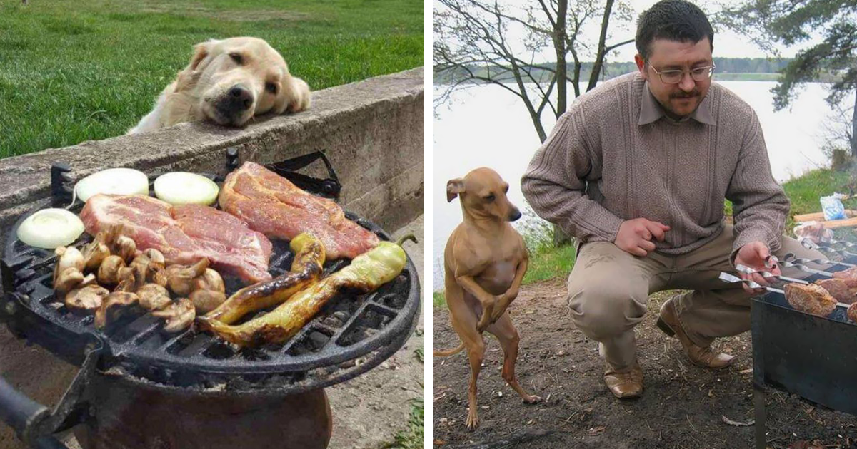 Забавни снимки на кучета, молещи за храна – кой би могъл да им каже „не“?!