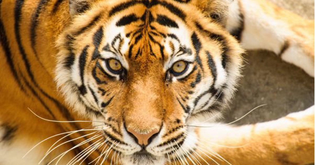 Китайски хороскоп за 2019: Зодия Тигър