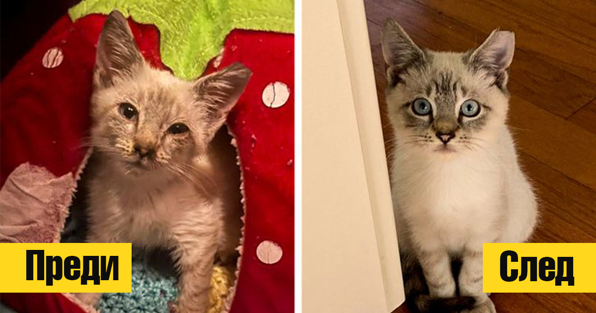 Преди и сега: 17 животни, които бяха спасени и днес са крале в новите си домове