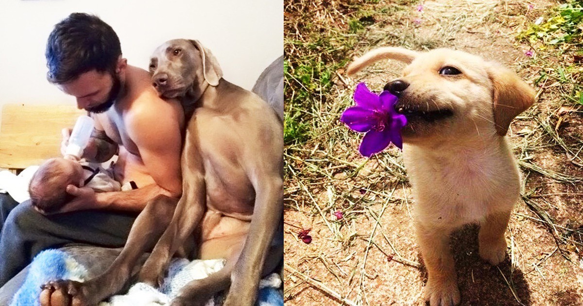 31 снимки, които показват, че кучетата правят света едно много по-щастливо място