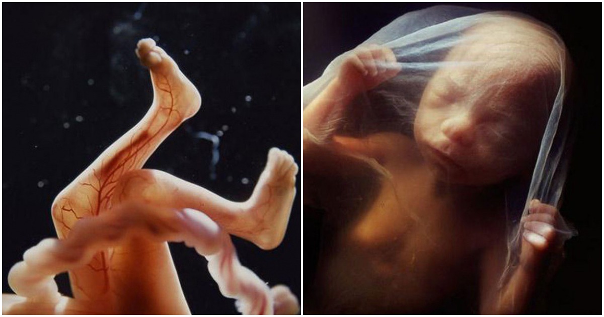 Чудото на живота: Снимки разкриват етапите на развитие на бебето в утробата