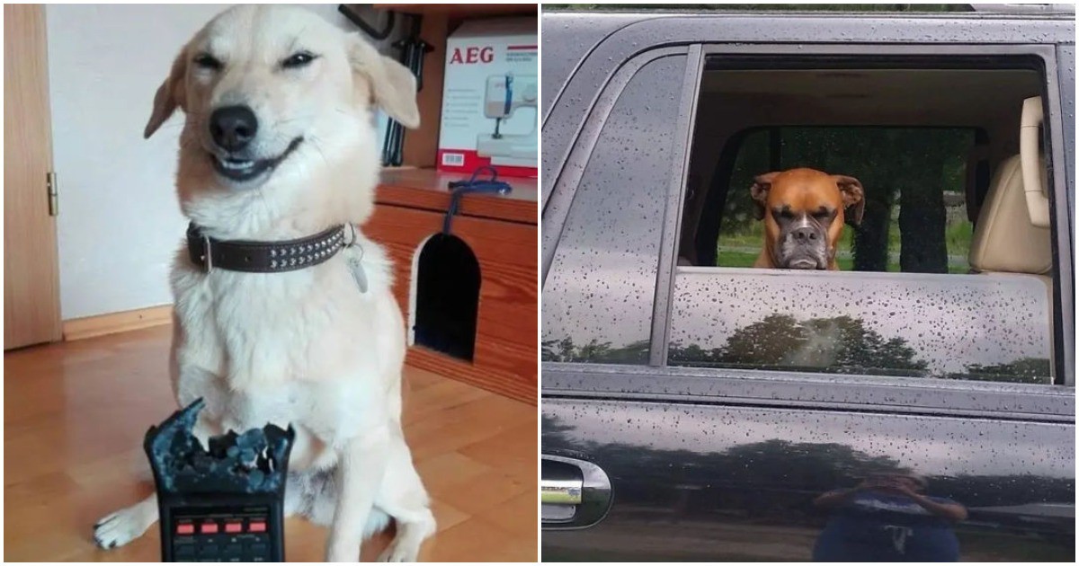 Истински разбойници: 18 кучета, които успяха да вбесят собствениците си
