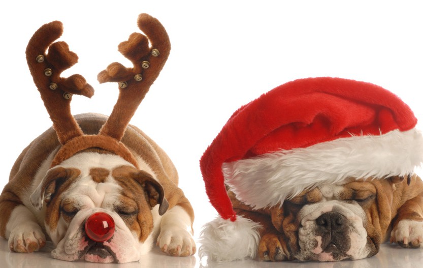 10 неоспорими факта, че си обсебен от кучето си тази Коледа