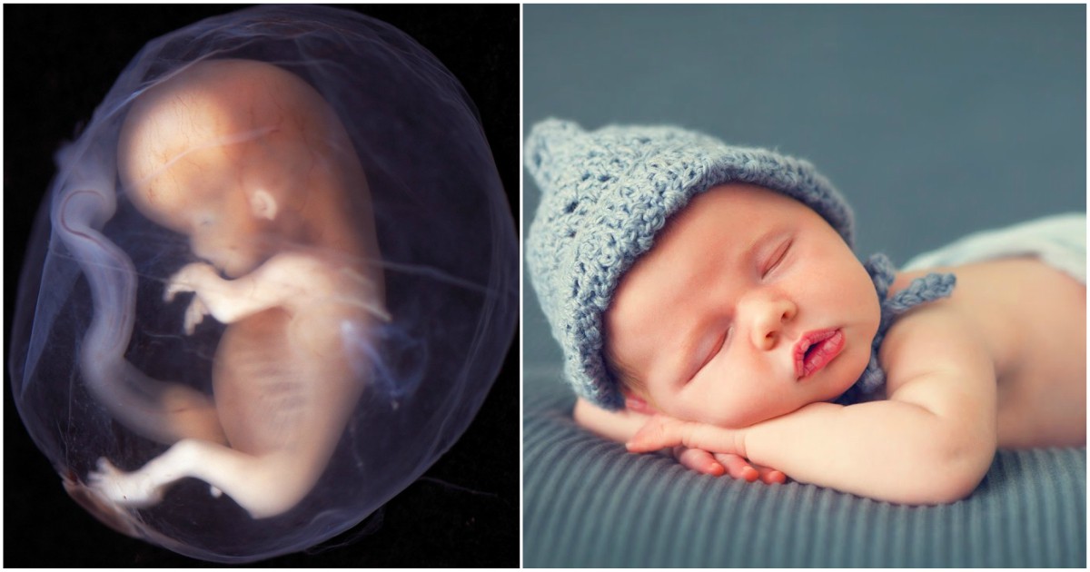 Любопитно: Как се развива бебето в утробата на майката