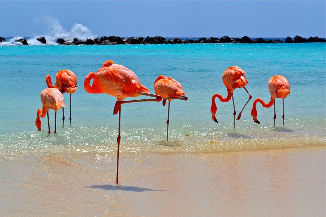 Селфи с фламинго - новият тренд на Карибите