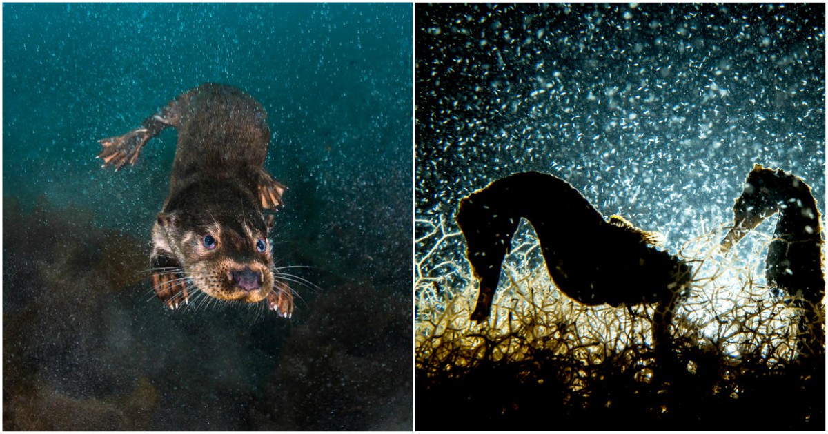 33 невероятни подводни снимки на един друг свят