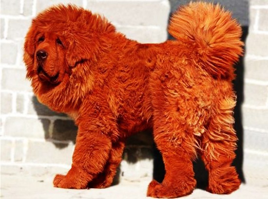 Кучето, което струва $1 000 000!