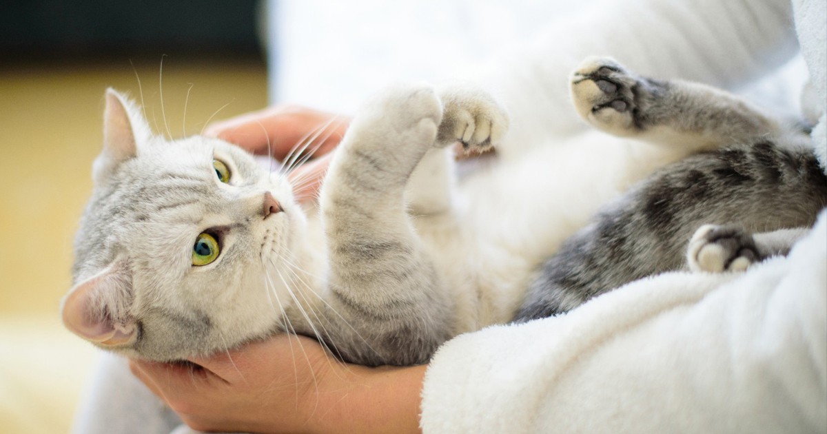 Ветеринарна клиника търси професионален гушкач на котки