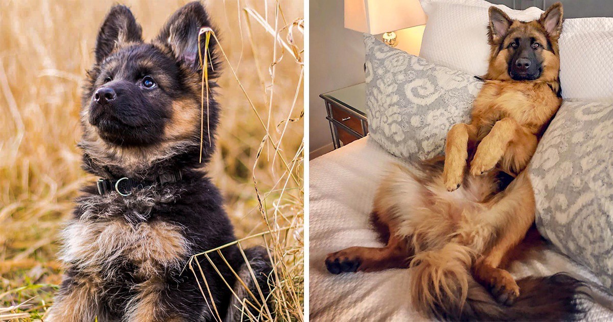 28 доказателства, че немските овчарки са най-прекрасните кучета