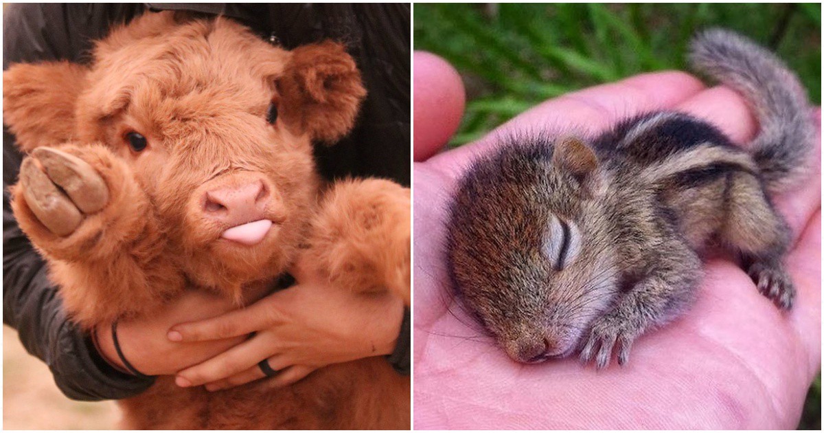 24 сладки бебета животни, които откраднаха сърцето ни и искаме да гушнем още сега