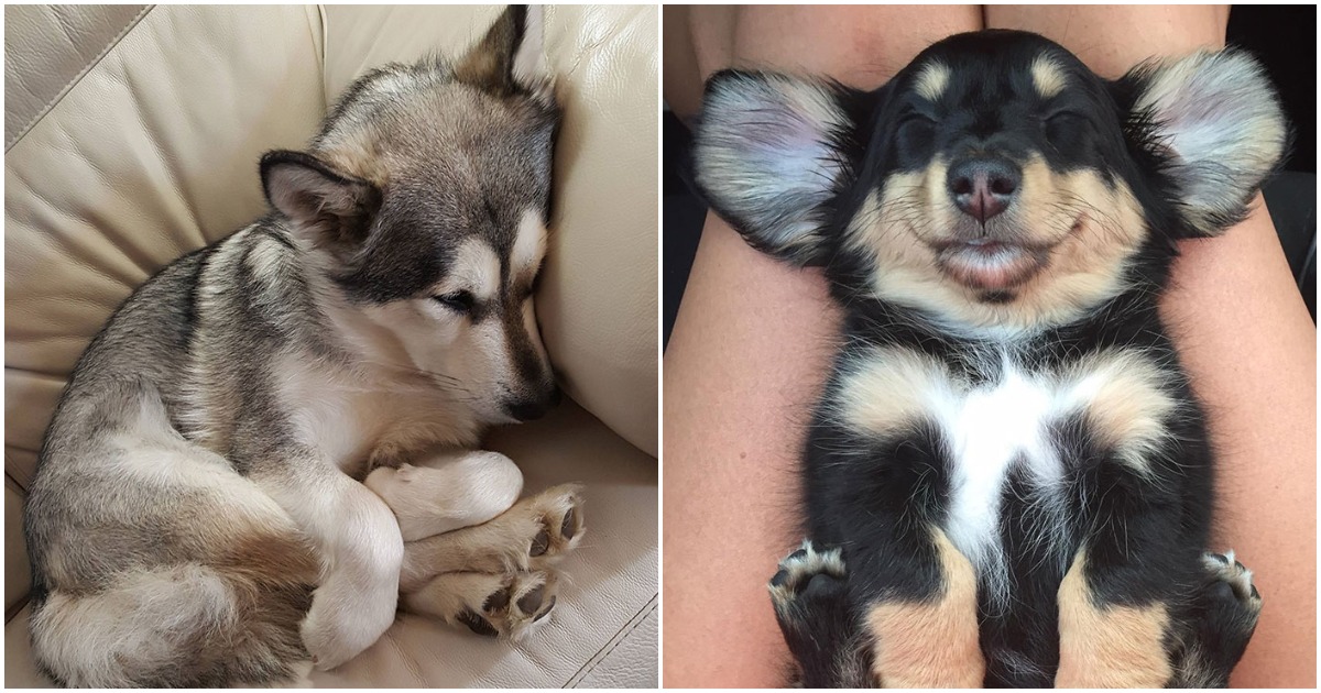 Забавно: 12 снимки, които доказват, че кучетата могат да заспят навсякъде