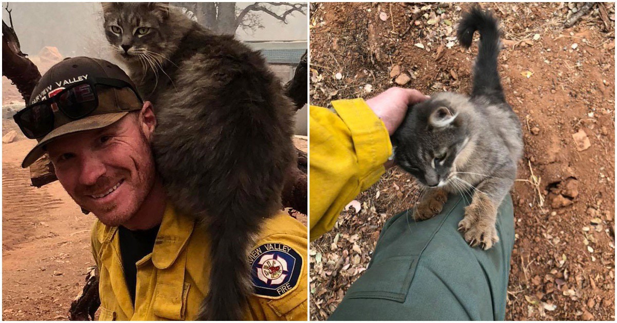 Пожарникар спаси коте от пожар в Калифорния, а историята му докосва сърцата