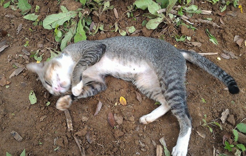 Съкрушена котка живее на гроба на стопанката си от една година