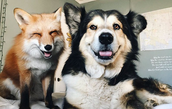 Вижте очарователното приятелство между лисица и куче