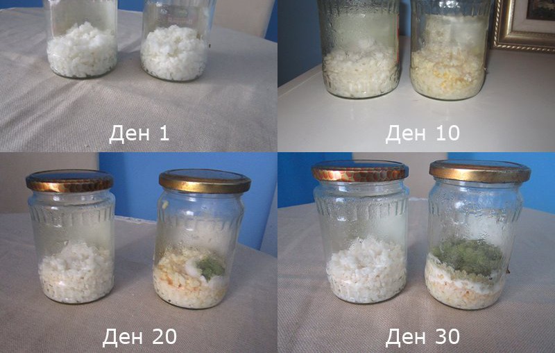 Български експеримент за чувствата на ориза