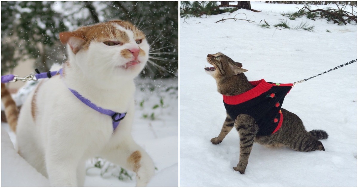 16 ядосани котенца, които мразят студа и снега