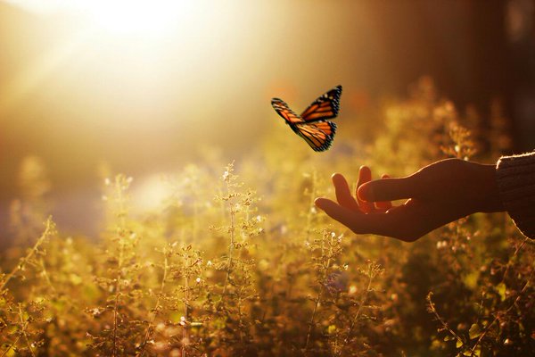 Всичко е в твоите ръце: Притча за пеперудата