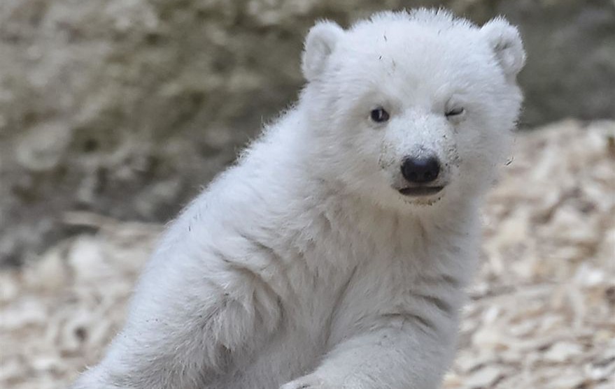 Намигащото полярно мече е най-сладкото нещо, което сме виждали