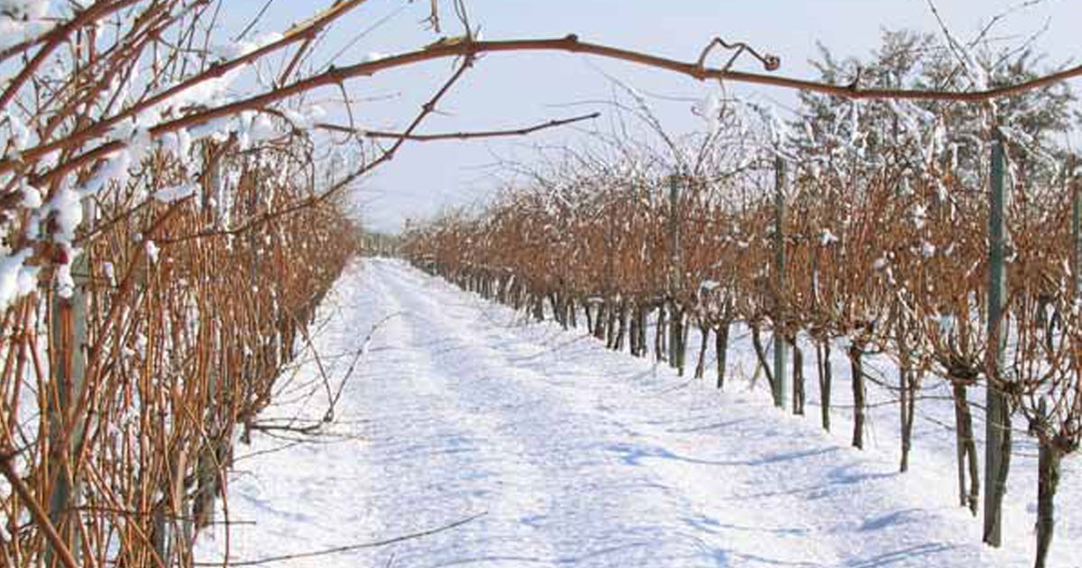 С първия ден на месец февруари започва цикъл от три