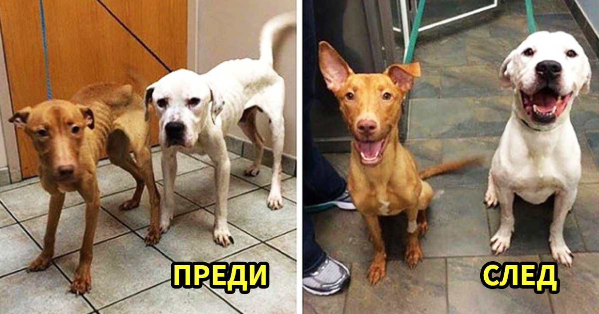 Преди и след: 15 осиновени животинки, които връщат вярата ни в доброто