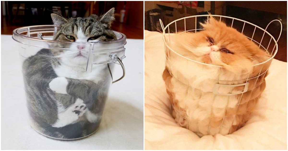 18 снимки, които доказват, че котките могат да приемат всякакви форми