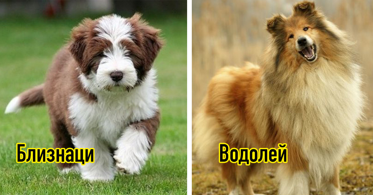 Пухкав хороскоп: Коя порода куче е най-подходяща за вашата зодия