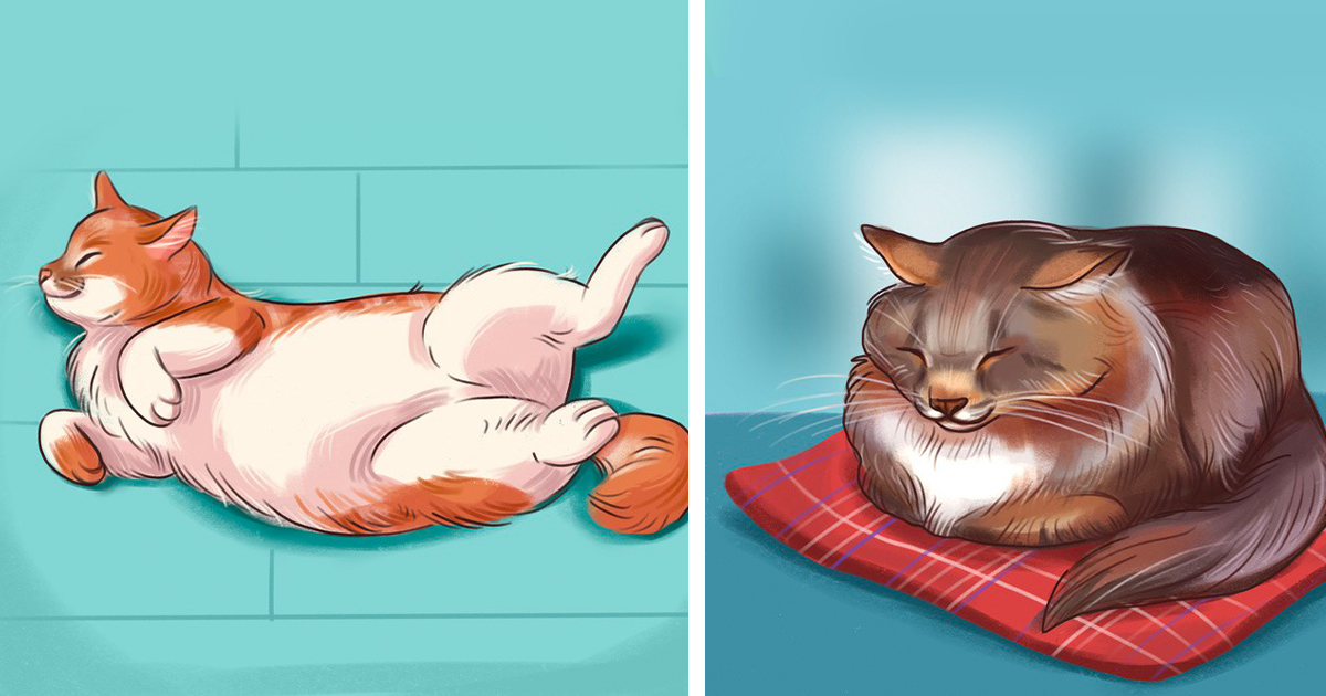 Какво разкрива позата за сън на котката ви