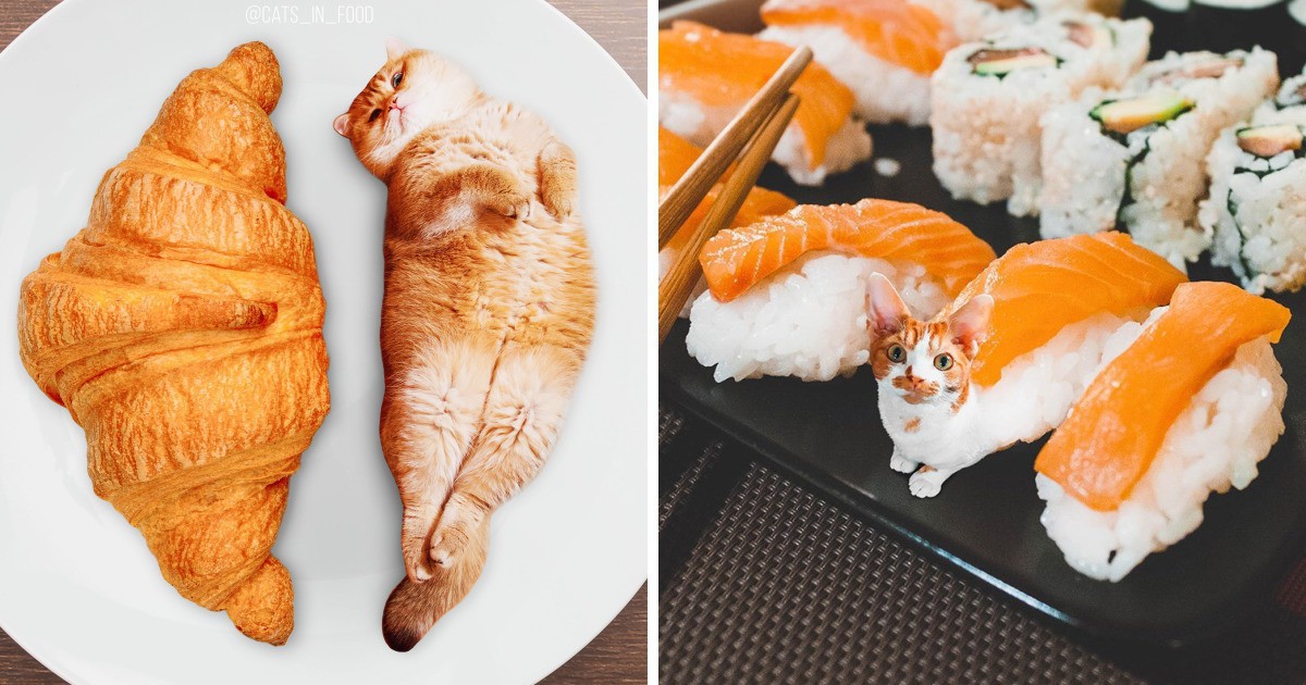 Невероятна комбинация: Котки, храна и Фотошоп