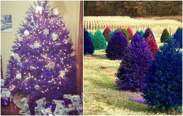 Нова мода: Цветни естествени елхи за Коледа