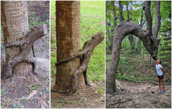 20 дървета, които приличат на нещо съвсем различно