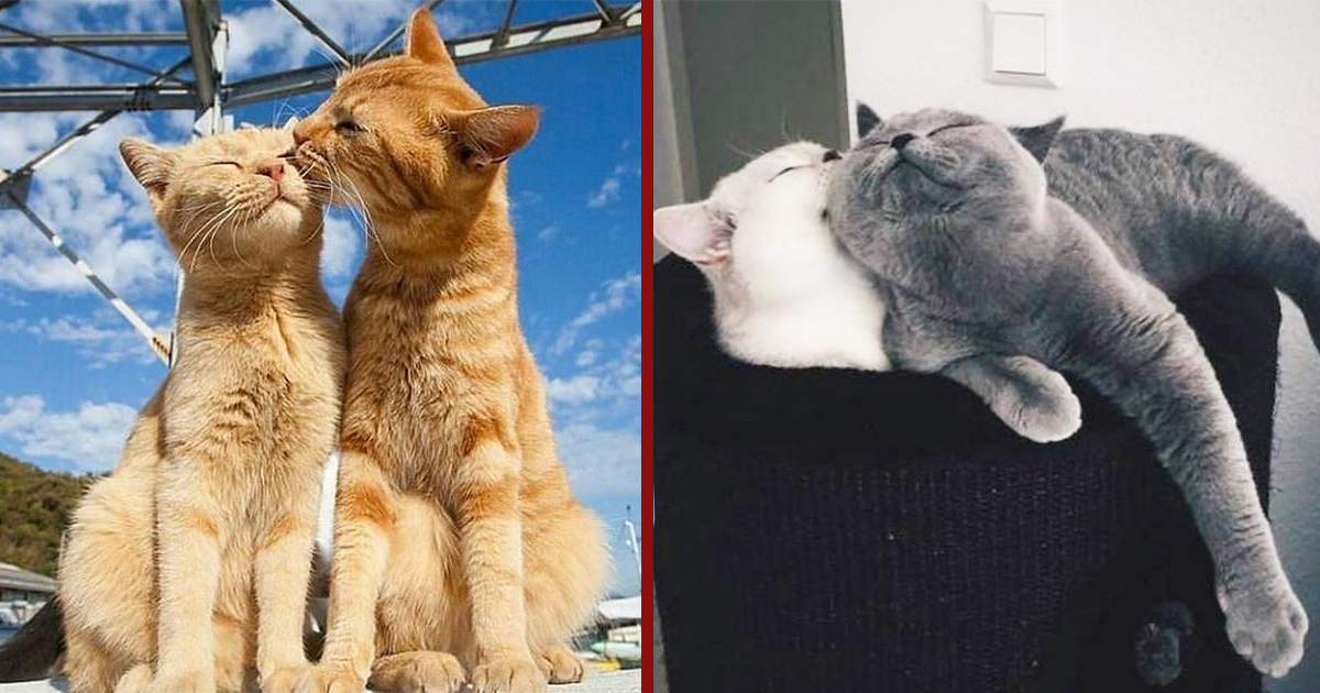 20 очарователни двойки котки, които доказват, че съществува истинска любов