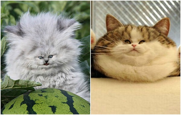 Забавно: Как щяха да изглеждат котките, ако имаха малки лица