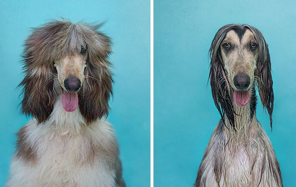 Забавни снимки на животни преди и след баня