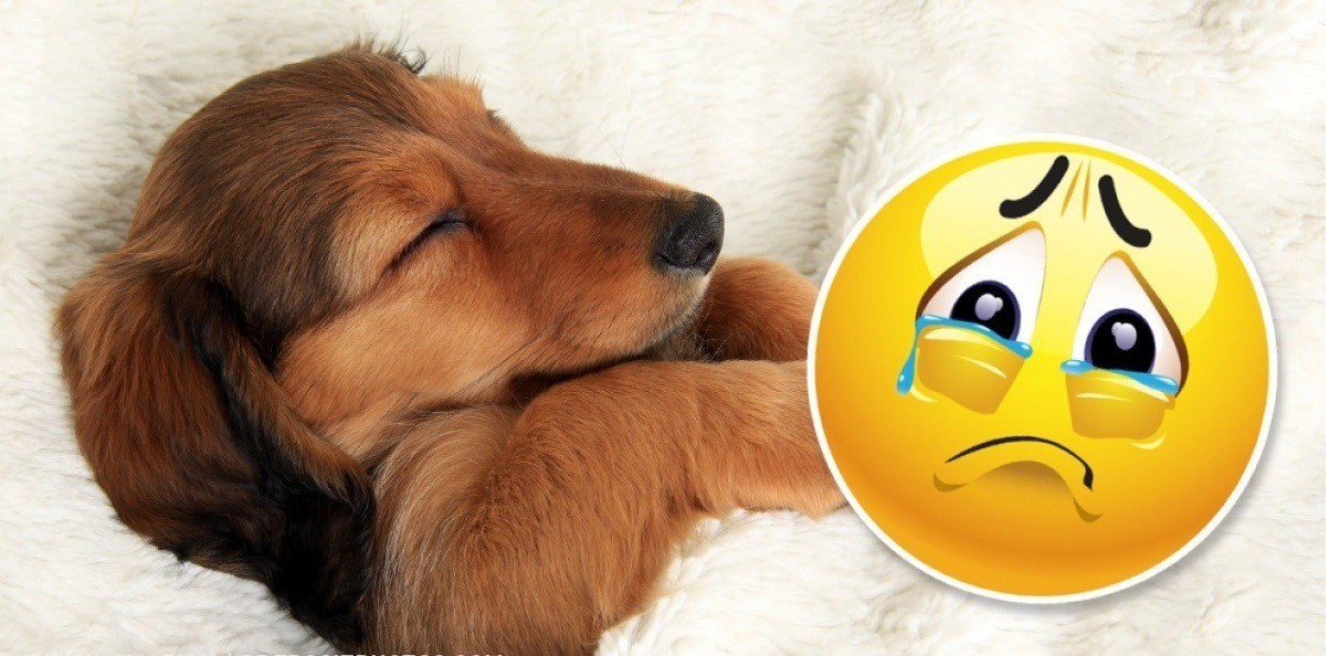 Ето какво сънува кучето ти: Истината ще те трогне до сълзи