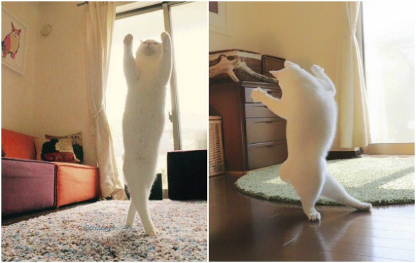 Котката ти танцува балет, докато те няма