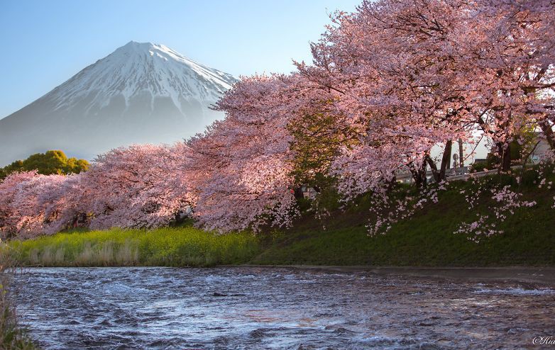 Вижте вълшебната пролет в Япония