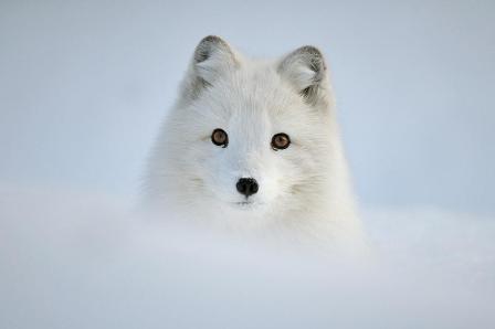19 вълшебни снимки на животни в снега