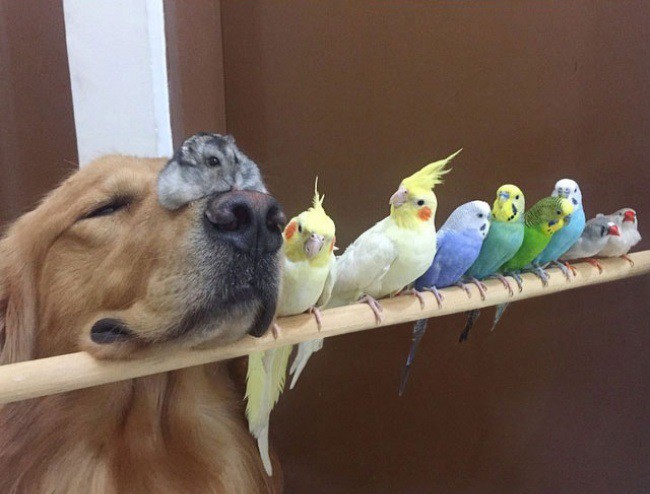 Куче, хомяк и 8 папагала - най-очарователното приятелство на света