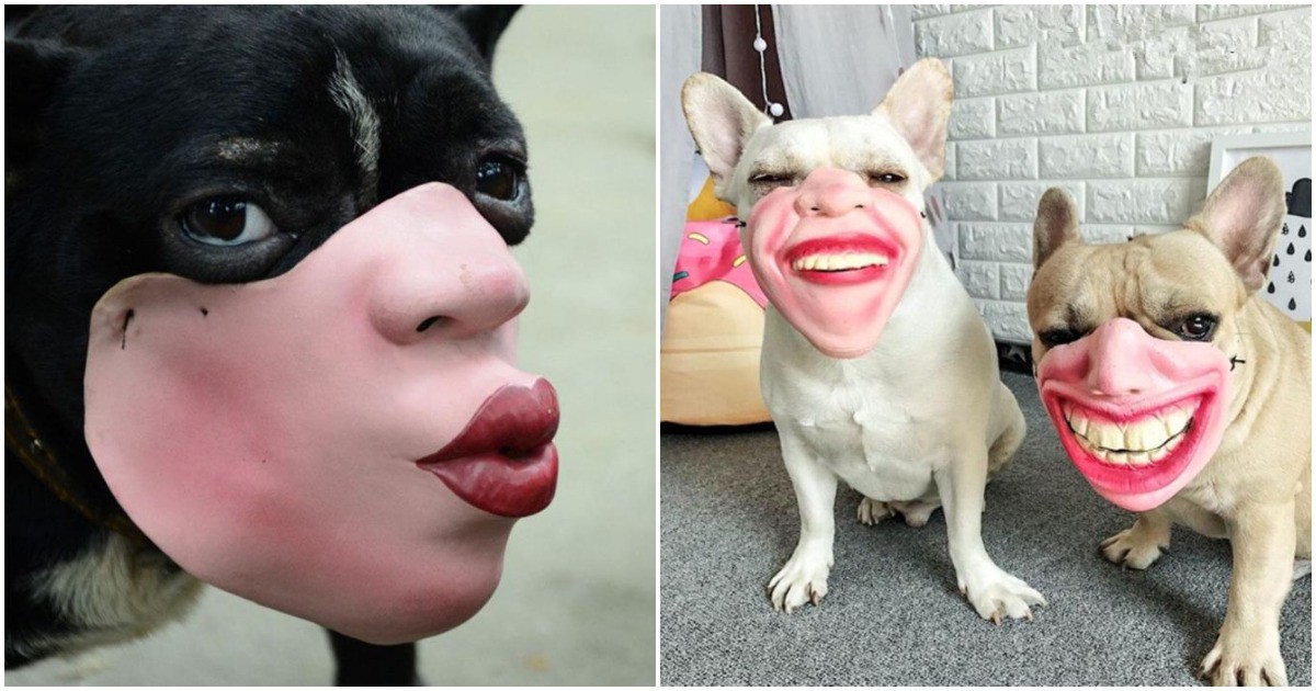 Хелоуин 2022: 10 АБСУРДНИ маски за кучета, които ще ви развеселят