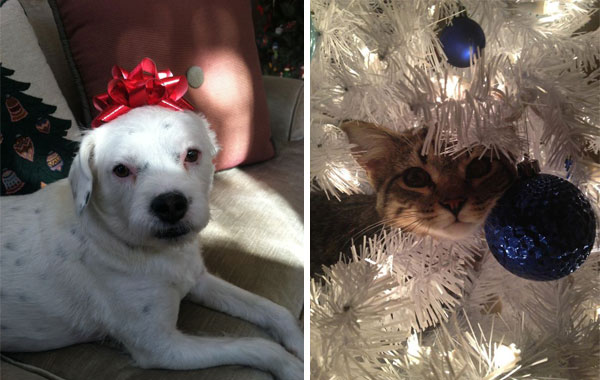 Коледата невъзможна: 15 животни, които не обичат празничната украса