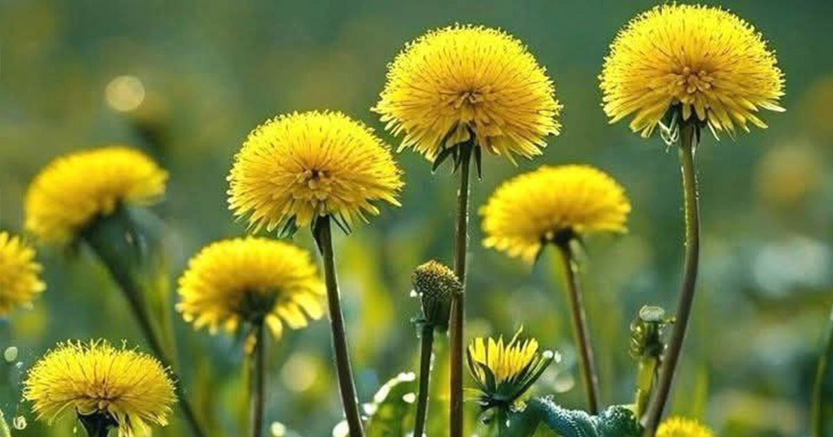 Течно злато от природата: Защо да пием чай от глухарче?