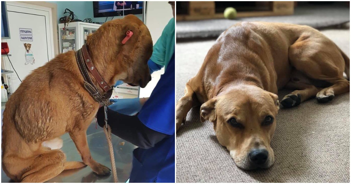 Преди и сега: Как се променят кучетата, след като бъдат спасени от улицата