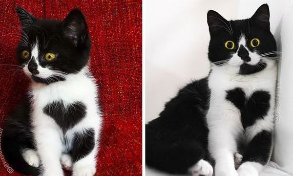 Преди и след: Снимки на пораснали котета, които ще усмихнат деня ви